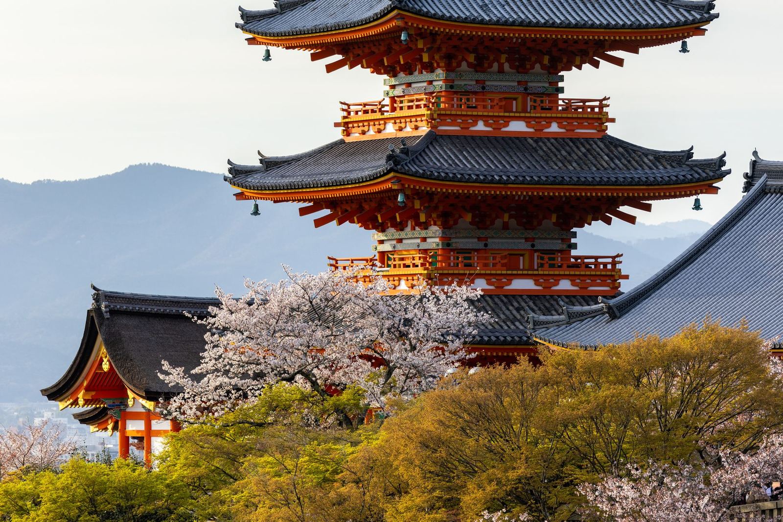 Japonya Kiraz Çiçeği: Tokyo, Kyoto, Osaka